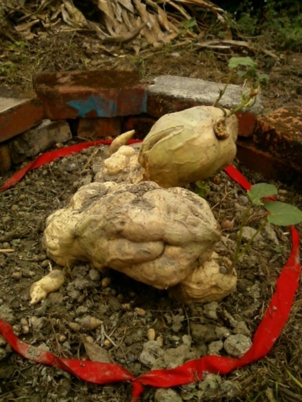 三山國王顯神蹟